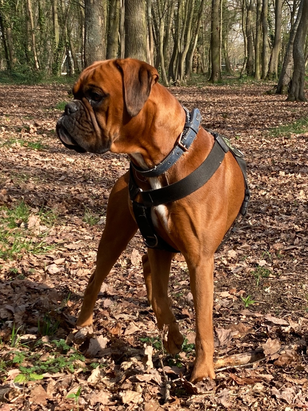 Topaze Des Jardins de Clopee