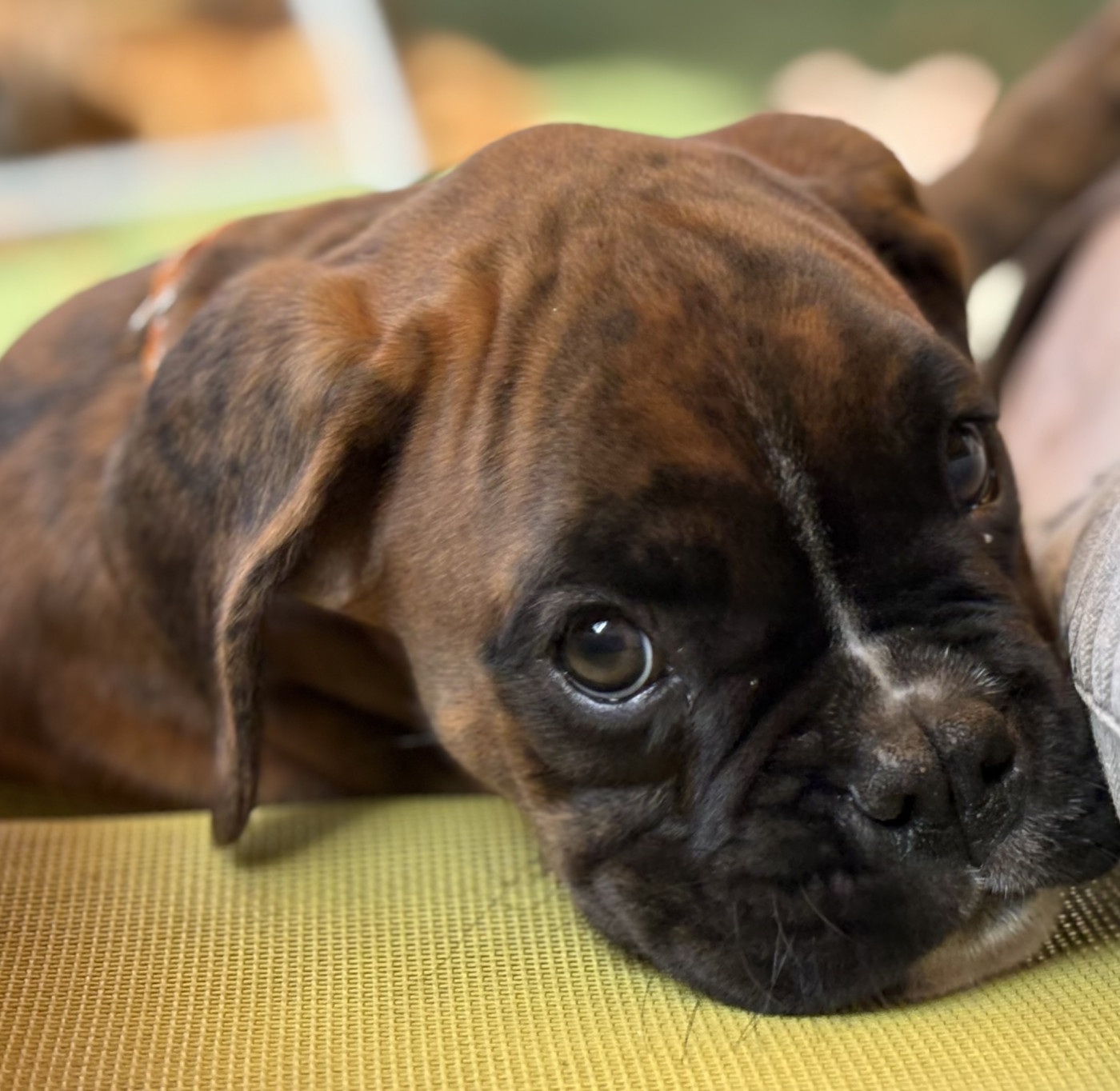 Des Allées Du Vau Rozet - Chiots disponibles - Boxer