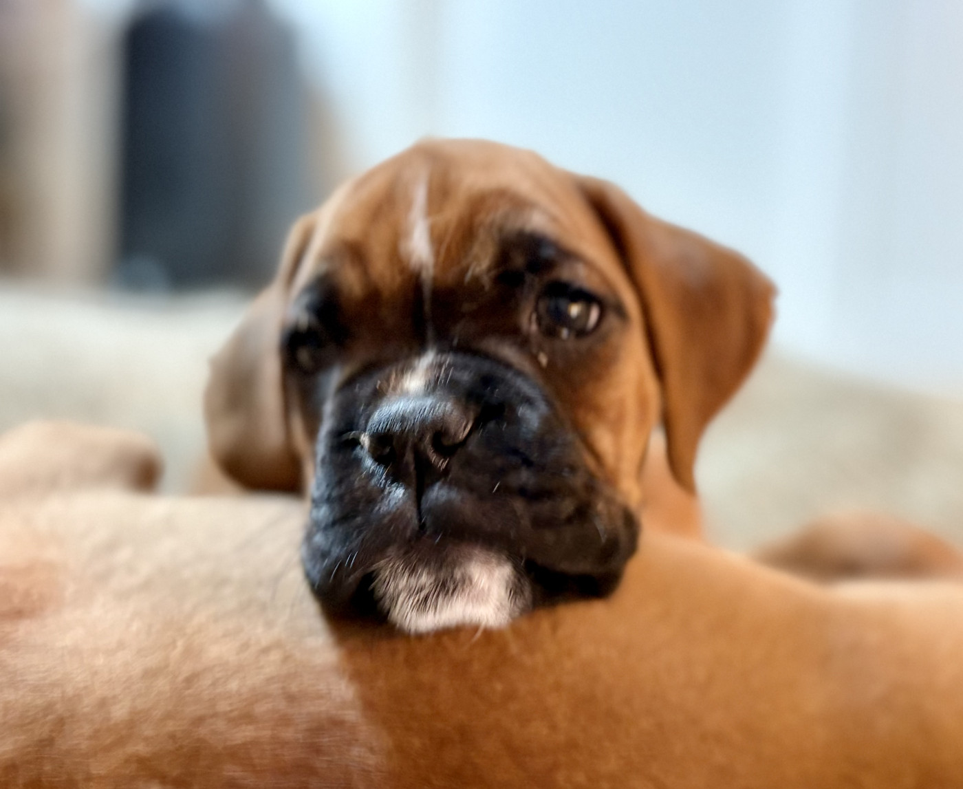Des Allées Du Vau Rozet - Chiots disponibles - Boxer