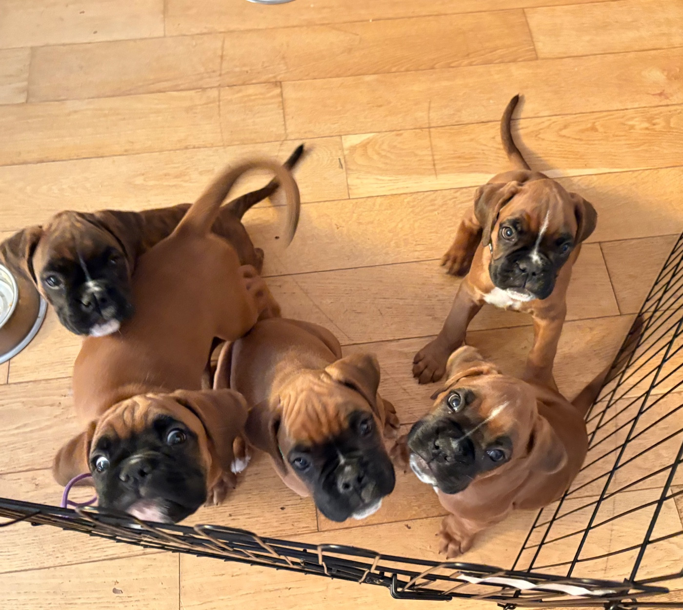 Chiot Boxer Des Allées Du Vau Rozet