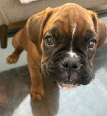 Bowie